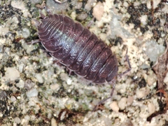 Porcellio dispar