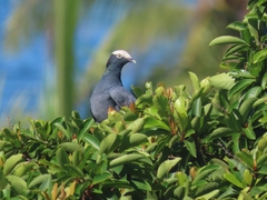 Patagioenas leucocephala