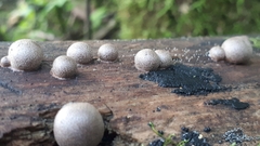 Lycogala flavofuscum