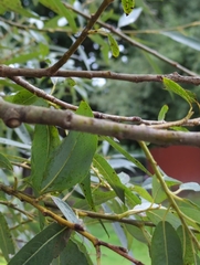 Salix