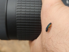 Agrilus