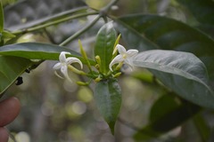 Faramea occidentalis