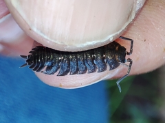 Porcellio dispar