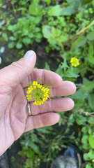 Erysimum cheiranthoides