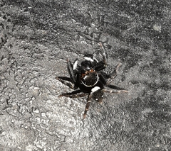 Hasarius adansoni