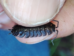 Porcellio dispar