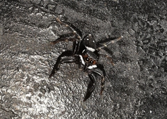 Hasarius adansoni
