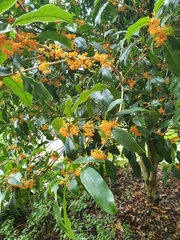 Osmanthus fragrans aurantiacus