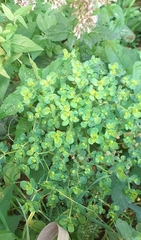 Euphorbia peplus