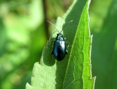 Altica oleracea