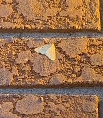 Erannis tiliaria