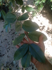 Lonchocarpus guatemalensis