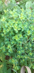 Euphorbia peplus