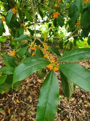 Osmanthus fragrans aurantiacus
