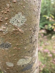 Lecidella elaeochroma