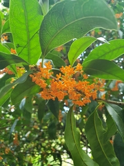 Osmanthus fragrans aurantiacus