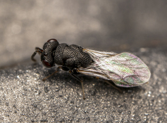 Eurytomidae