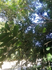 Lonchocarpus guatemalensis