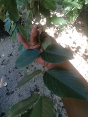 Lonchocarpus guatemalensis