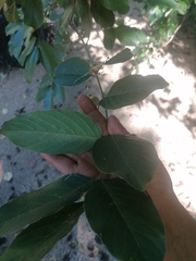 Lonchocarpus guatemalensis