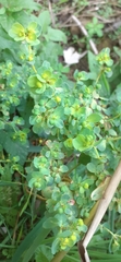 Euphorbia peplus