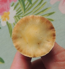 Stropharia coronilla