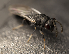Eurytomidae