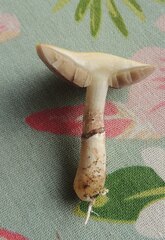 Stropharia coronilla