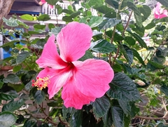 Hibiscus rosa-sinensis