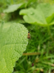 Adelidae