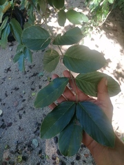 Lonchocarpus guatemalensis