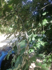 Lonchocarpus guatemalensis
