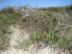Limonium narbonense