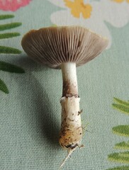 Stropharia coronilla