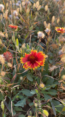 Gaillardia pulchella