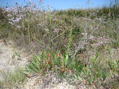 Limonium narbonense