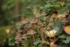 Coprinellus micaceus