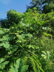 Cucurbita argyrosperma