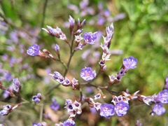 Limonium narbonense