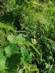 Cucurbita argyrosperma
