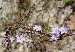 Limonium virgatum