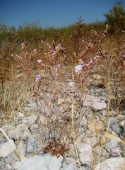 Limonium virgatum