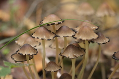 Coprinellus micaceus