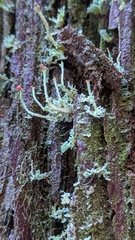 Cladonia macilenta