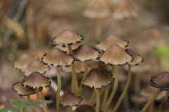 Coprinellus micaceus