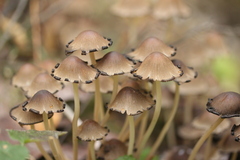 Coprinellus micaceus