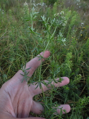Galium