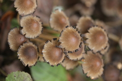 Coprinellus micaceus