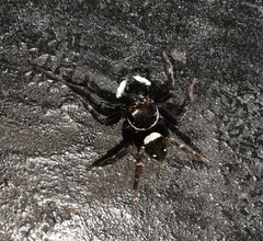 Hasarius adansoni