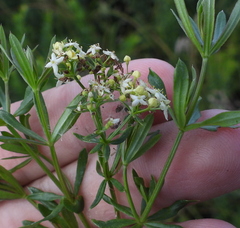 Galium